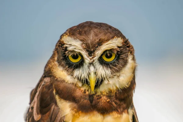 spectacled owl Pulsatrix perspicillata isolate on white background.