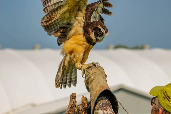 Simcoe, Canadá, 31 de julio de 2021: Foto editorial de un manipulador de aves que entrena a un búho de anteojos —  Fotos de Stock
