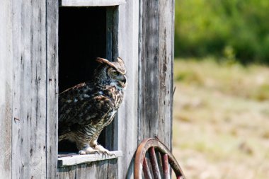 Büyük Boynuzlu Baykuş ya da Bubo Virginianus 'un mükemmel fotoğrafları. Kopyalama alanı olan kartpostallar ya da web siteleri için güzel bir arkaplan 