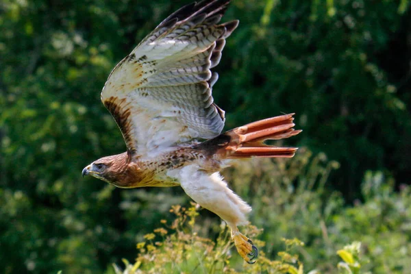 Aktionsfotos eines Rotschwanzfalken, lateinisch Buteo jamaicensis. Dies ist ein in Nordamerika verbreiteter Falke. — Stockfoto