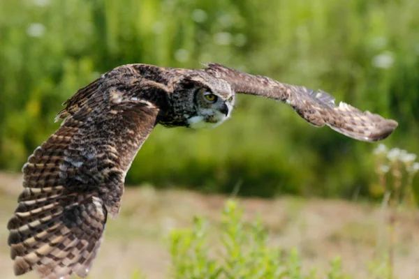 Excellent photos of a Great Horned Owl or Bubo virginianus. Beautiful background for post cards or websites with room for copyspace — Stock Photo, Image