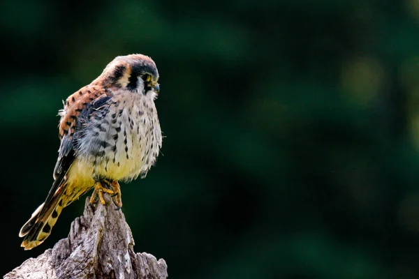 Statisches Foto des Amerikanischen Turmfalken, lateinisch Falco sparverius. Das ist der kleinste Falke Nordamerikas. — Stockfoto