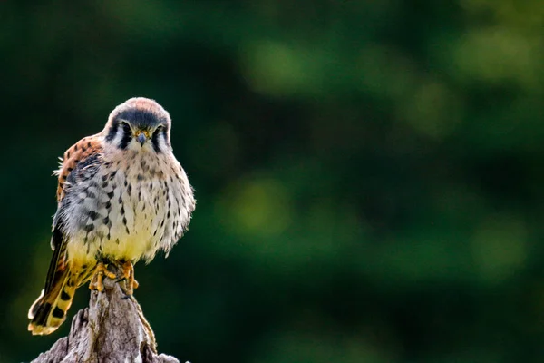 Statisches Foto des Amerikanischen Turmfalken, lateinisch Falco sparverius. Das ist der kleinste Falke Nordamerikas. — Stockfoto