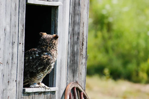 Büyük Boynuzlu Baykuş ya da Bubo Virginianus 'un mükemmel fotoğrafları. Kopyalama alanı olan kartpostallar ya da web siteleri için güzel bir arkaplan — Stok fotoğraf