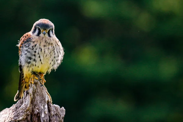 Static photo of American Kestrel, latin name Falco sparverius. This is the smallest falcon in North America. — Stock Photo, Image