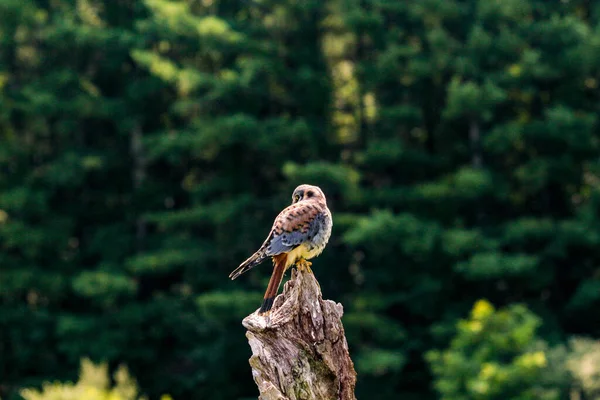 Statiskt foto av amerikanska Kestrel, latinska namnet Falco sparverius. Det här är den minsta falken i Nordamerika. — Stockfoto