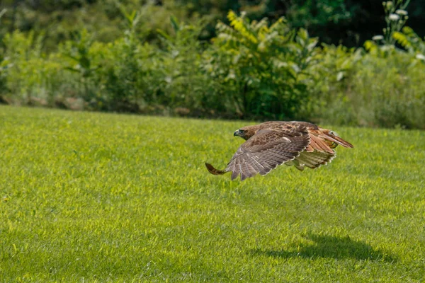 Kızıl Kuyruklu Şahin 'in aksiyon fotoğrafları, Latince adı Buteo jamaicensis. Bu Kuzey Amerika 'da yaygın bir şahin.. — Stok fotoğraf