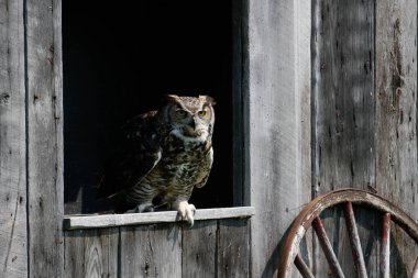 Uçan Büyük Boynuzlu Baykuşun Yakın Çekimi.