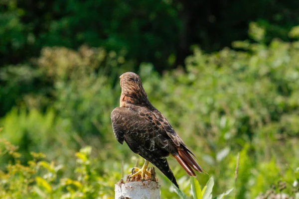 Falcão-de-harriss, falcão-de-asa-baía, falcão-do-crepúsculo ou peuco Parabuteo unicinctus — Fotografia de Stock