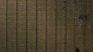 the background image of a field of corn