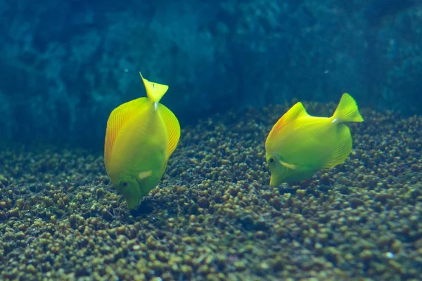 Zebrasoma Flavescens yellow tang in the aquarium — Stock Photo, Image