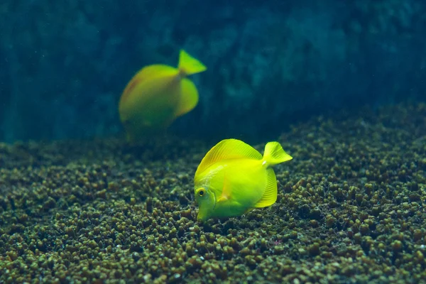 Zebrasoma Flavescens yellow tang in the aquarium — Stock Photo, Image