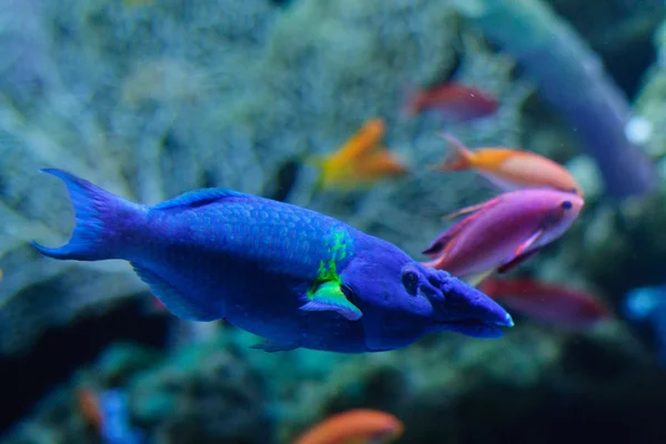 Bird Mouth Wrasse in the blue aquarium — Stock Photo, Image