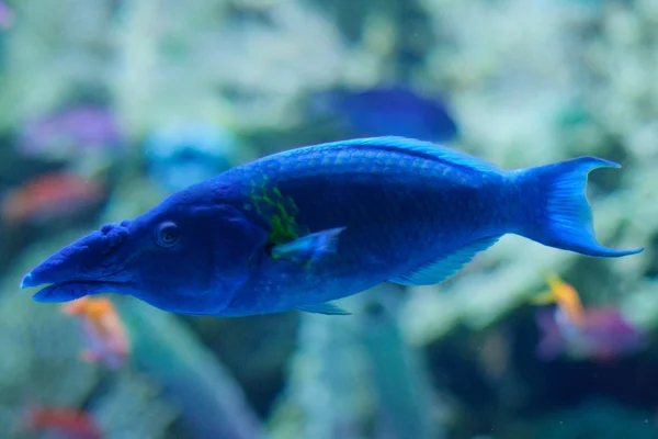 Ptáka v ústech pyskoun v modré akvárium — Stock fotografie