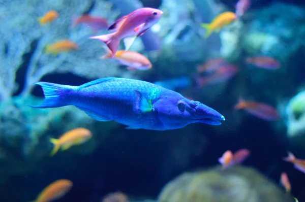 Bird Mouth Wrasse in the blue aquarium — Stock Photo, Image