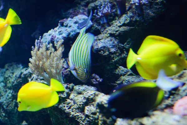 Zebrasoma Flavescens yellow tang in the aquarium — Stock Photo, Image