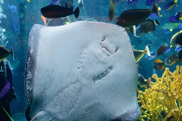 Underside of a Southern Stingray under the light — Stock Photo, Image