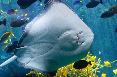 Alt ışık altında Güney vatozu