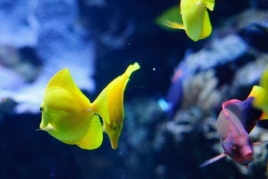 Zebrasoma Flavescens sarı tang içinde belgili tanımlık akvaryum