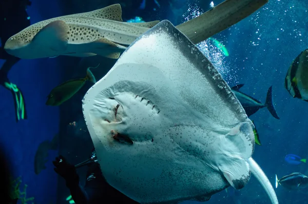 Underside of a Southern Stingray and diver — Stock Photo, Image