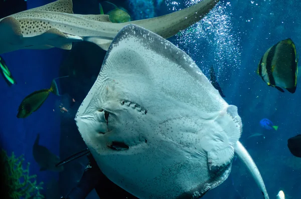 Underside of a Southern Stingray under the light — Stock Photo, Image