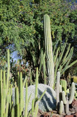 Çöl çiçekleri ile farklı kaktüs çiçek açan