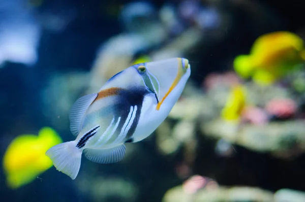 Beautiful Picasso or Humu humu Trigger fish — Stock Photo, Image