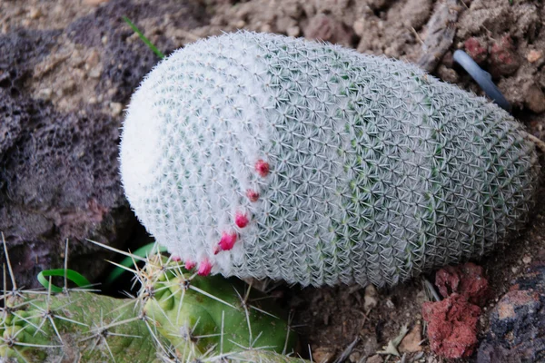 Florecimiento de diferentes cactus con flores en el desierto — Foto de Stock