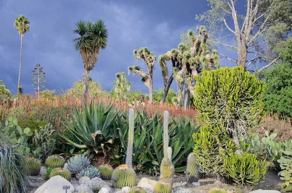 Floraison de différents cactus avec des fleurs dans le désert — Photo