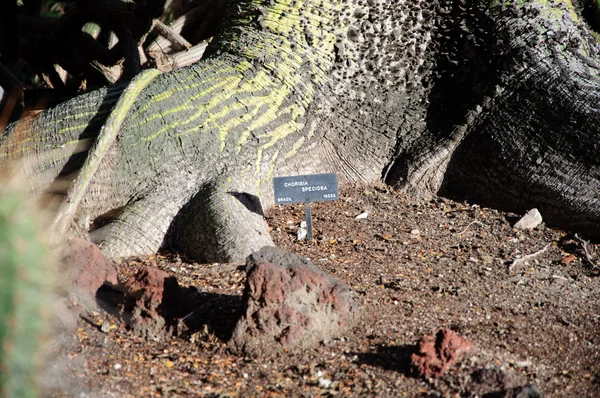 Florecimiento de diferentes cactus con flores en el desierto — Foto de Stock