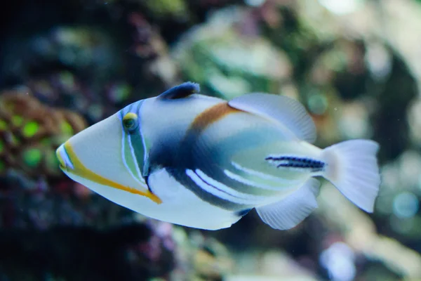 Beautiful Picasso or Humu humu Trigger fish — Stock Photo, Image