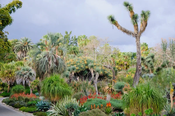 Bloei van verschillende cactus met bloemen in de woestijn — Stockfoto