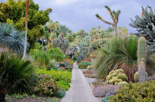 Floraison de différents cactus avec des fleurs dans le désert — Photo