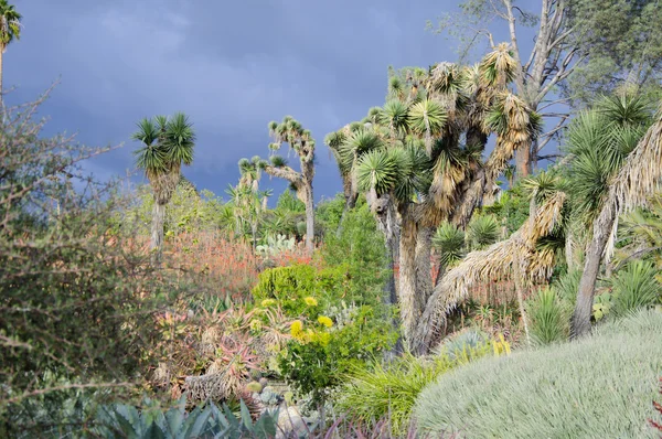 Fioritura di diversi cactus con i fiori nel deserto — Foto Stock