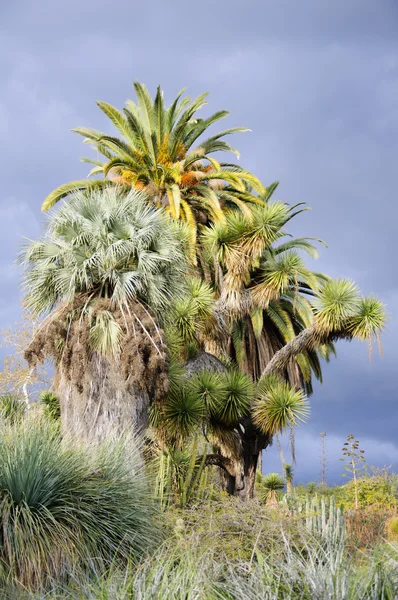 Fioritura di diversi cactus con i fiori nel deserto — Foto Stock