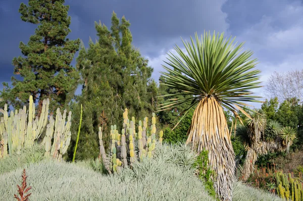 Blommande av olika kaktus med yucca i öknen — Stockfoto