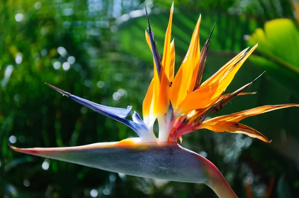 Paradiesvogel Blume auf grünem Hintergrund — Stockfoto