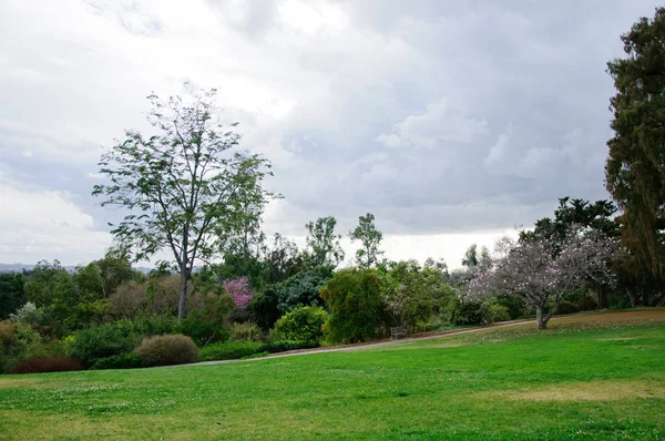 Campo de hierba verde en el parque de la ciudad grande — Foto de Stock