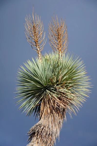 Floração de diferentes cactos com iúca no deserto — Fotografia de Stock