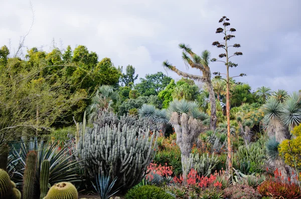 Florecimiento de diferentes cactus con flores en el desierto —  Fotos de Stock