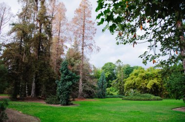 büyük kent park alanında yeşil çimen