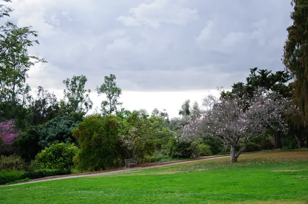 Green grass field in big city park — Stock Photo, Image