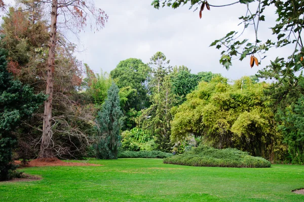 큰 도시 공원에 녹색 잔디의 필드 — 스톡 사진