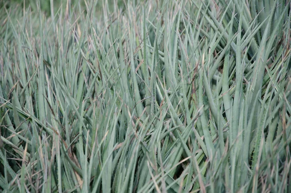 Blühen verschiedener Kakteen mit Blumen in der Wüste — Stockfoto