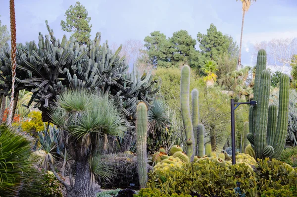 Bloei van verschillende cactus met bloemen in de woestijn — Stockfoto