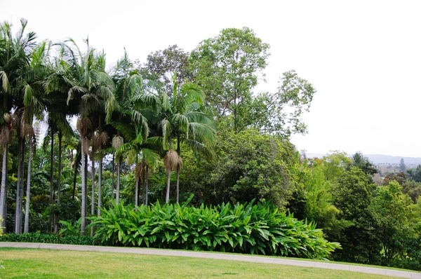 büyük kent park alanında yeşil çimen