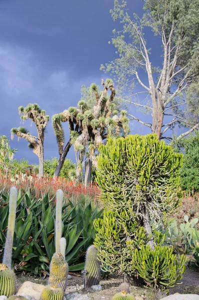 Fioritura di diversi cactus con i fiori nel deserto — Foto Stock