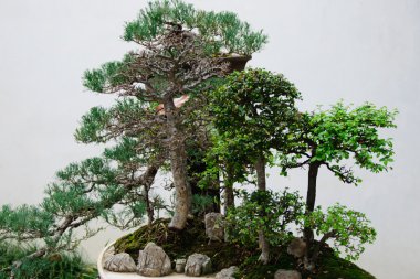 Bonsai ağacı altında açık açık havada bahçede