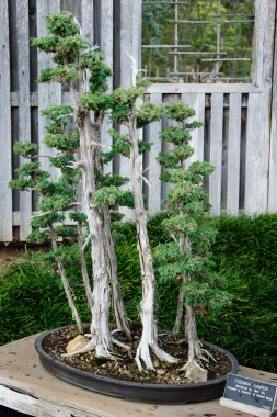 Bonsai ağacı altında açık açık havada bahçede