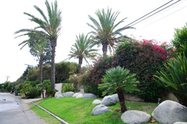 bazı güzel kesilmiş çalılar ve çiçekler